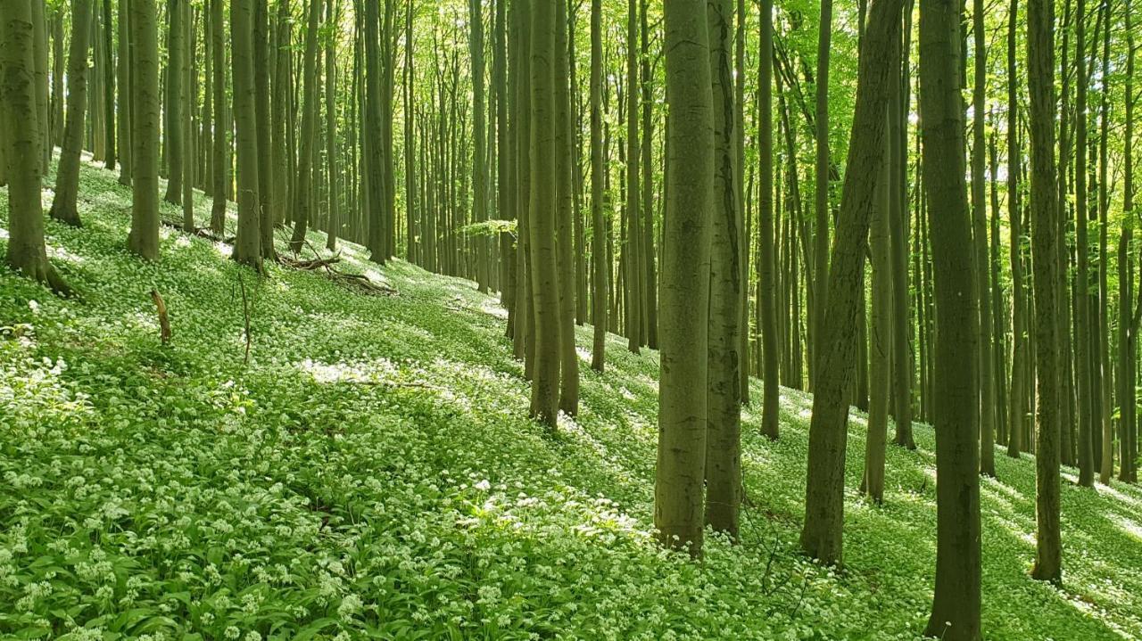 Apartmán Kaline 2 Wildflecken Exteriér fotografie